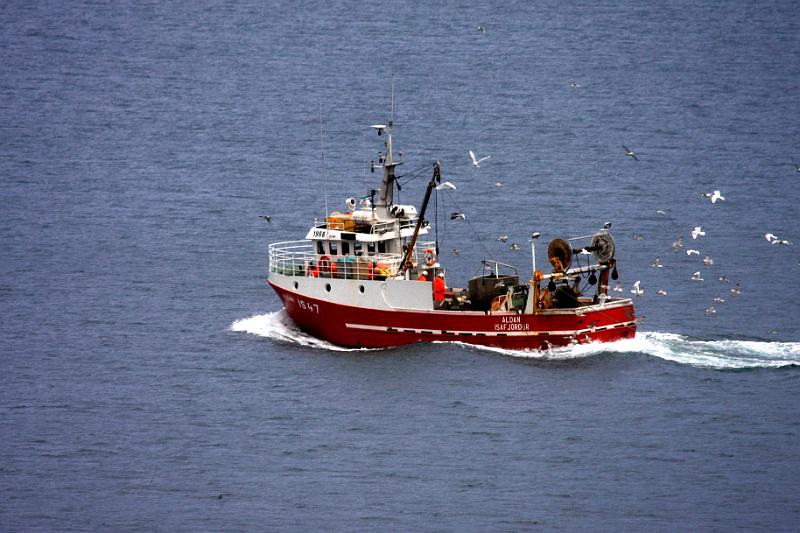 IMG_7981-e.jpg - Þessi var að veiðum allan tímann sem við vorum í Aðalvíkinni