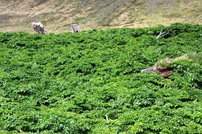 IMG_8045-e.jpg - Rústirnar af bænum í Neðri-Miðvík. Hvönnin vex þar sem mannabústaðir voru