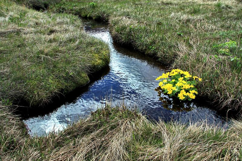 IMG_8048-e.jpg - Hófsóley