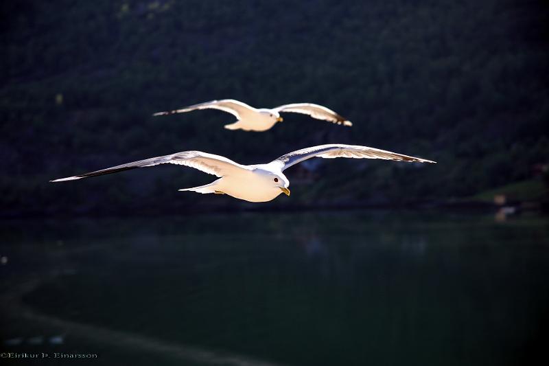 IMG_8445-e.jpg - The common gull