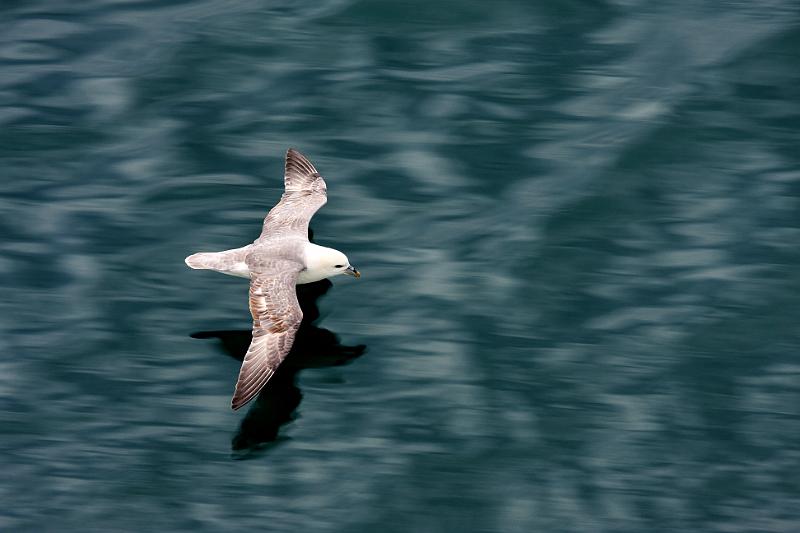IMG_8873-e.jpg - The fulmar