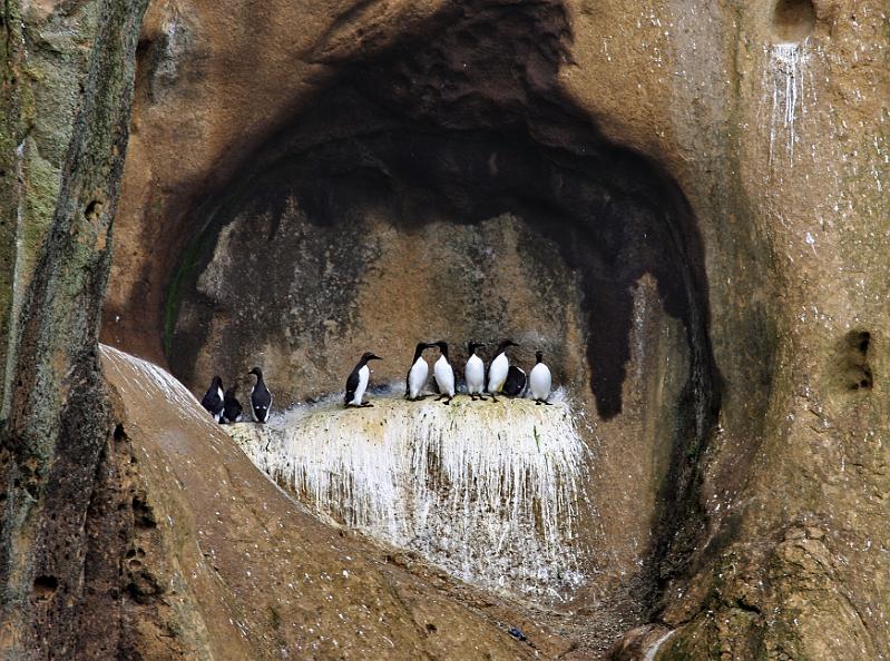 IMG_8994-e.jpg - Spectators - the guillemot
