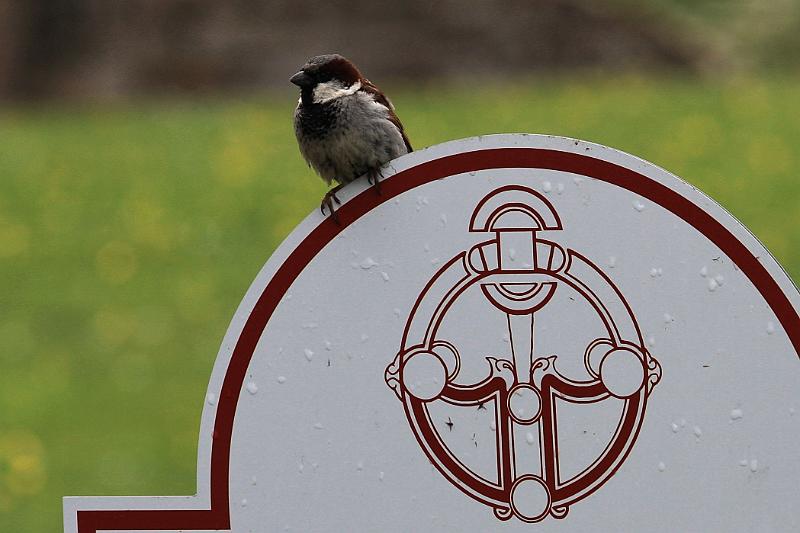 IMG_9053-e.jpg - Visitor