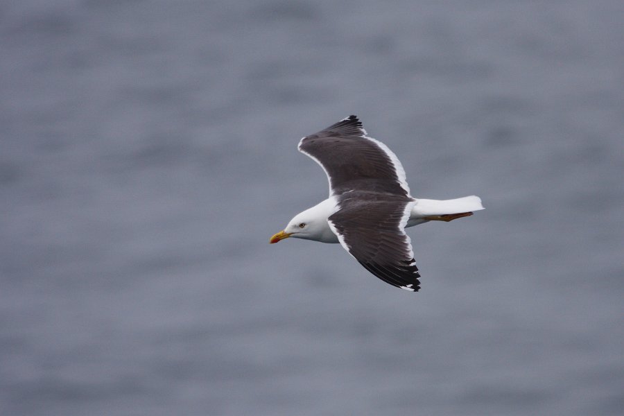 IMG_14115-e.jpg - The lesser black backed gull