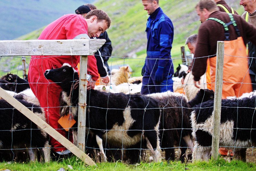 IMG_14127-e.jpg - Farmers shearing the sheep