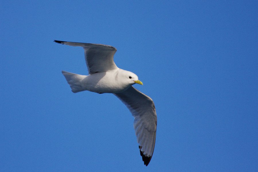 IMG_14281-e.jpg - The kittywake