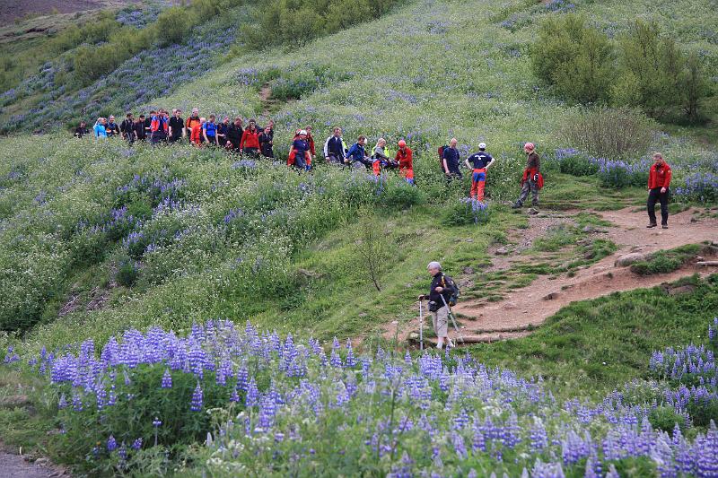 IMG_7696.JPG - Hersingin á leið niður Esjuna.