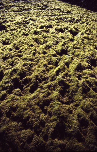 sli048-e.jpg - Mosabreiða