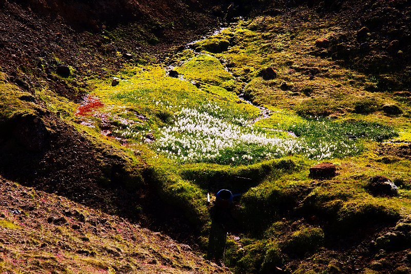 _MG_1043-e.jpg - Fífusund í Sleggju