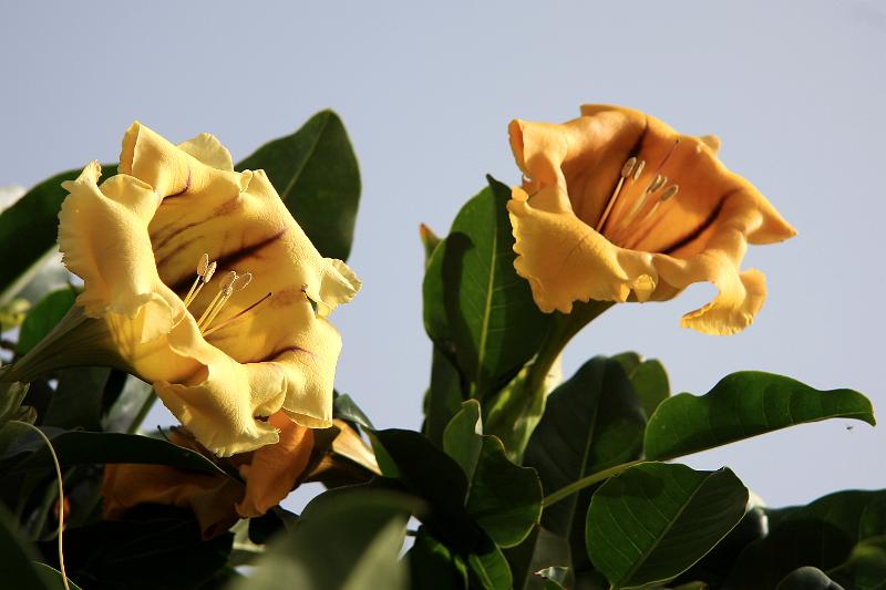 IMG_11021-e.jpg - Fleiri blómstrandi blóm