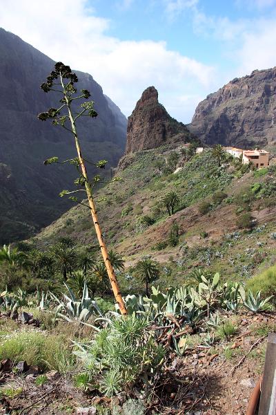 IMG_11040-e.jpg - Frá Masca