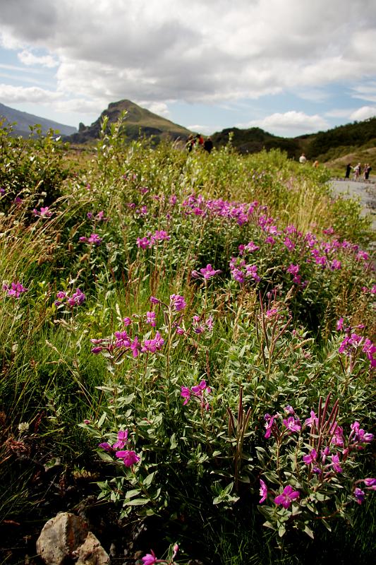 _MG_2979-e.jpg - Eyrarrós