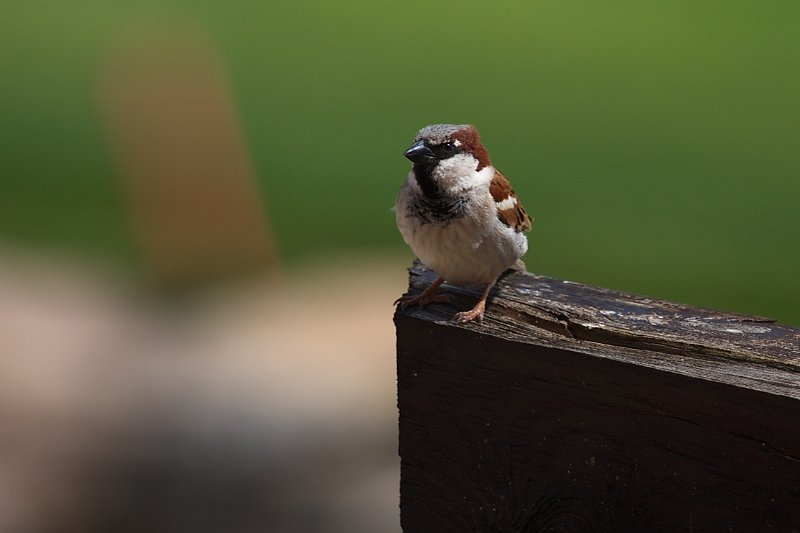 _MG_0553-e.jpg - Þessi gráspör kom í heimsókn