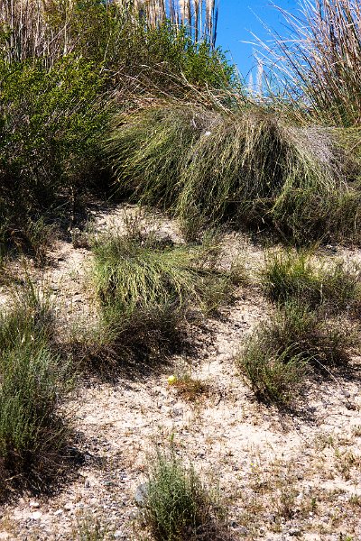 _MG_0592-e.jpg - Tvær í röffinu, ein hvít (ofar) og ein gul (neðarlega fyrir miðri mynd). Ekki óalgeng sjón!