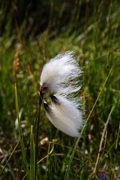 IMG_13602-e.jpg - Fífa