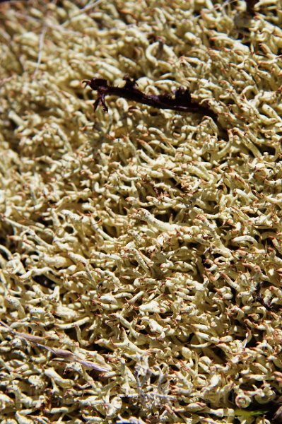 IMG_13648-e.jpg - Hreindýramosi og fjallagrös