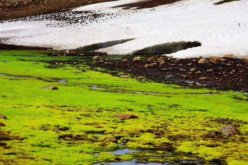 IMG_13677-e.jpg - Grænn mosi og snjór